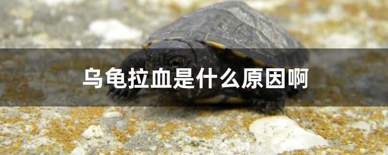 龍魚活食檢疫：關于龍魚活食檢疫的詳細信息