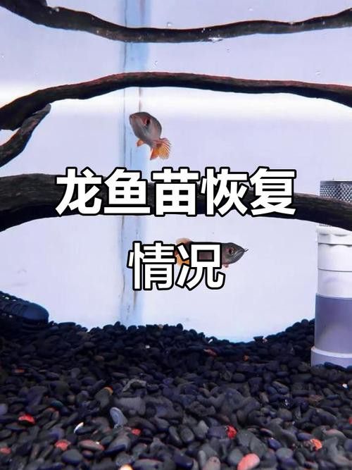 給我推薦幾家信譽良好的龍魚苗賣家