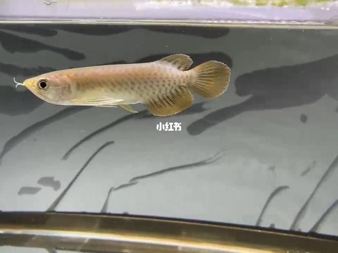 給我推薦幾家信譽良好的龍魚苗賣家