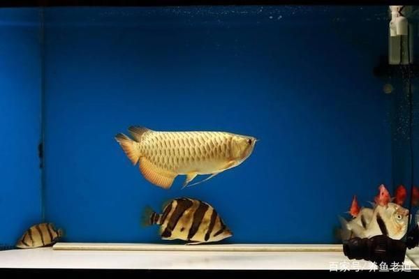 龍魚多大吃小魚：關于龍魚何時開始吃小魚的詳細信息
