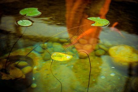 魚缸相冊，生態魚缸裝飾創意方案魚缸日常維護技巧選擇合適魚缸指南