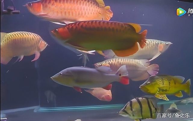 龍魚翹嘴圖片欣賞視頻 龍魚翹嘴圖片欣賞視頻 龍魚百科 第2張