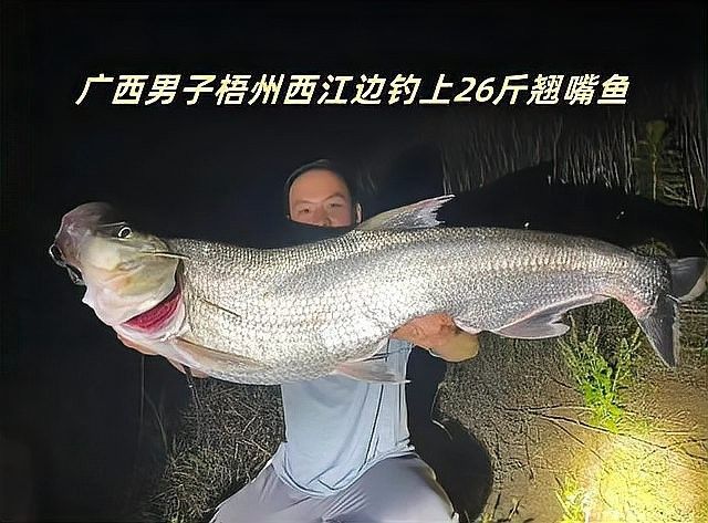 龍魚翹嘴圖片欣賞視頻 龍魚翹嘴圖片欣賞視頻 龍魚百科 第3張