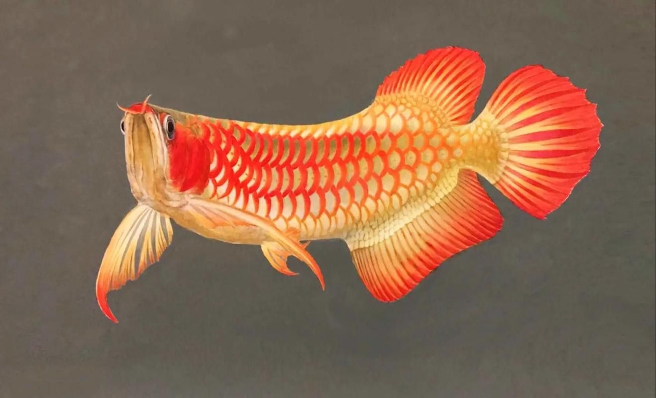 白玉紅龍魚長什么樣子圖片大全視頻