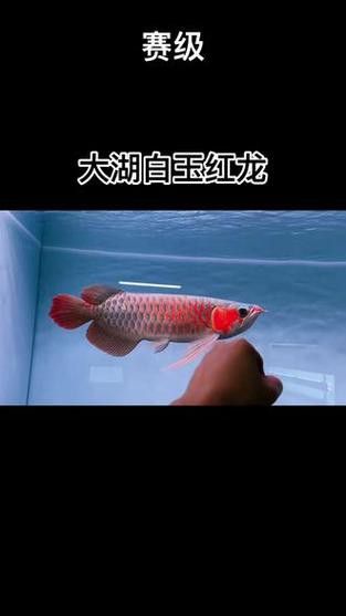 白玉紅龍魚(yú)長(zhǎng)什么樣子圖片大全視頻
