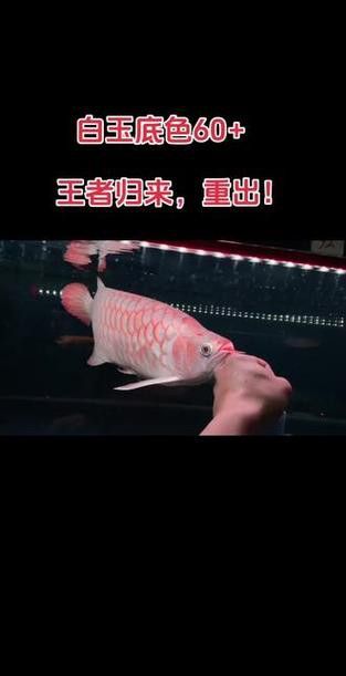 白玉紅龍魚(yú)長(zhǎng)什么樣子圖片大全視頻