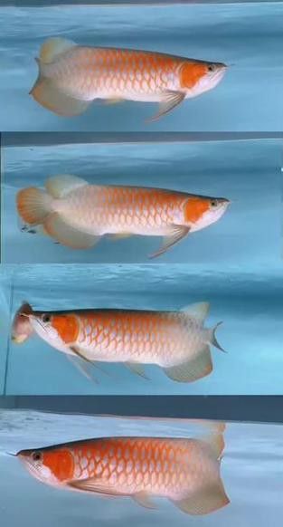 白玉紅龍魚(yú)長(zhǎng)什么樣子圖片大全視頻