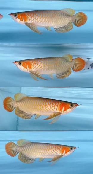 白玉紅龍魚(yú)長(zhǎng)什么樣子圖片大全視頻