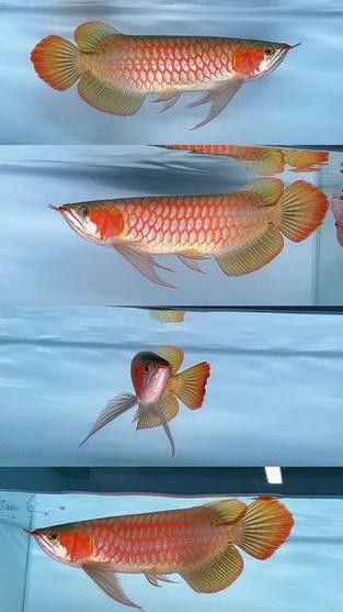 白玉紅龍魚(yú)長(zhǎng)什么樣子圖片大全視頻