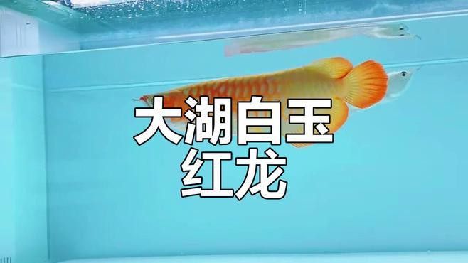 白玉紅龍魚(yú)長(zhǎng)什么樣子圖片大全視頻