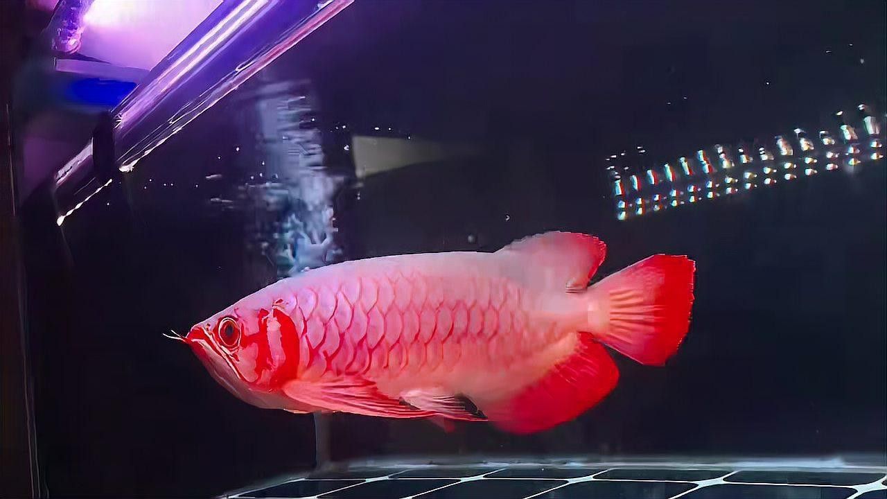 白玉紅龍魚(yú)長(zhǎng)什么樣子圖片大全視頻