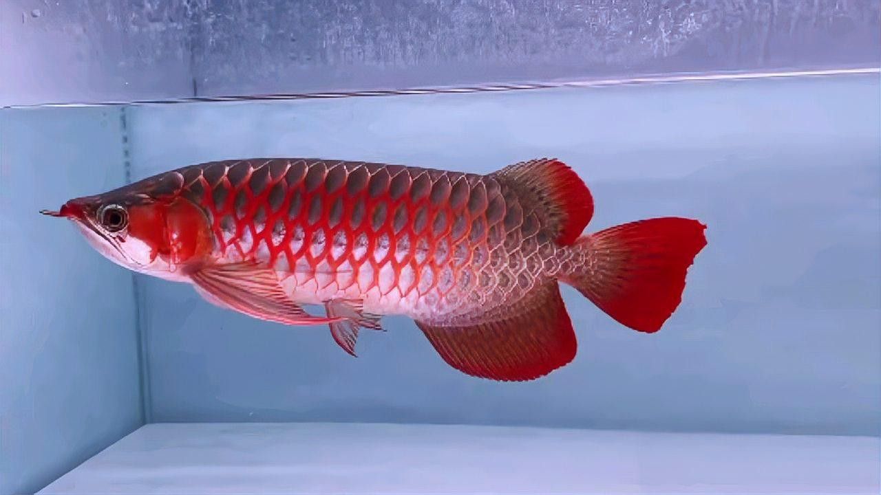 白玉紅龍魚(yú)長(zhǎng)什么樣子圖片大全視頻