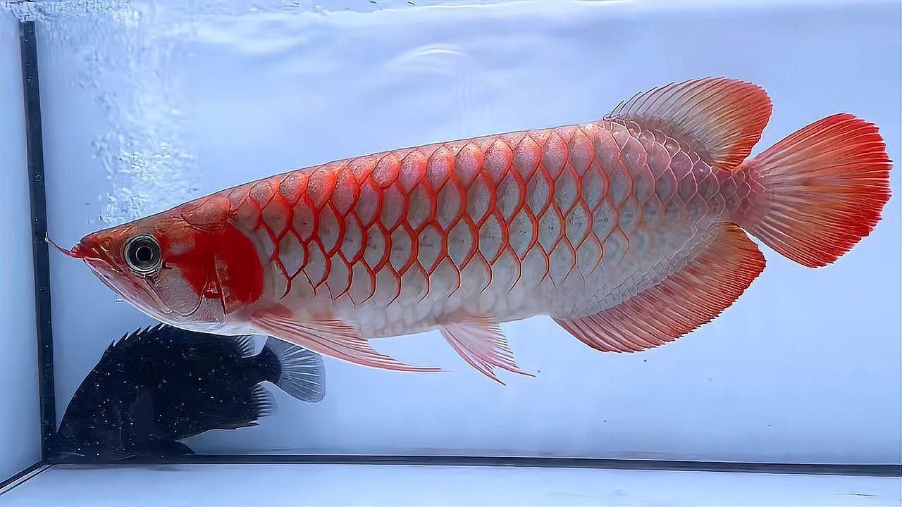 白玉紅龍魚(yú)長(zhǎng)什么樣子圖片大全視頻