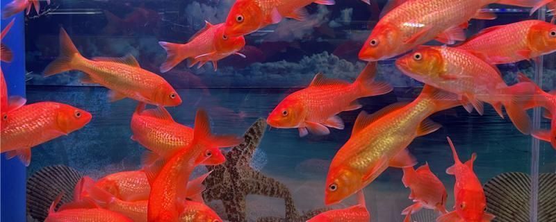 金龍魚底色發綠（金龍魚底色發綠可能由多種因素引起金龍魚飼料選擇指南）
