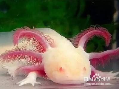 六角龍魚怎么分別是母的還是公的？（六角龍魚的性別可以通過觀察其生殖行為和外觀特征進行辨別）