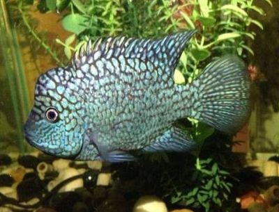 德州豹和龍魚混養怎么樣 龍魚百科 第1張 德州豹和龍魚混養怎么樣 德州豹和龍魚混養怎么樣 龍魚百科 第1張