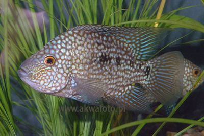 德州豹和龍魚混養怎么樣 龍魚百科 第3張 德州豹和龍魚混養怎么樣 德州豹和龍魚混養怎么樣 龍魚百科 第3張