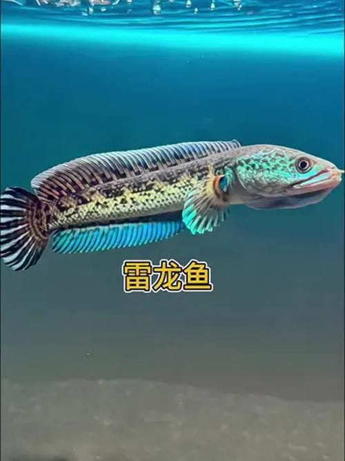 七彩雷龍魚苗怎么分公母圖片