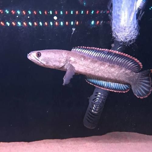 七彩雷龍魚苗怎么分公母圖片