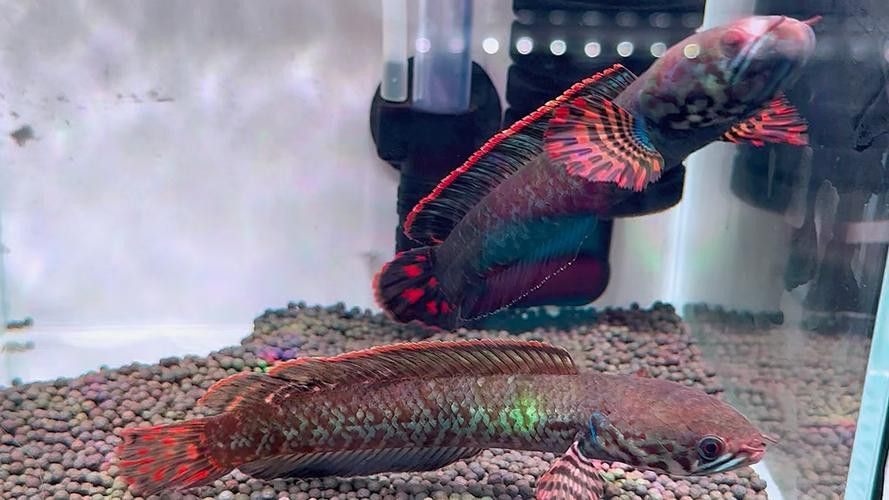七彩雷龍魚苗怎么分公母圖片