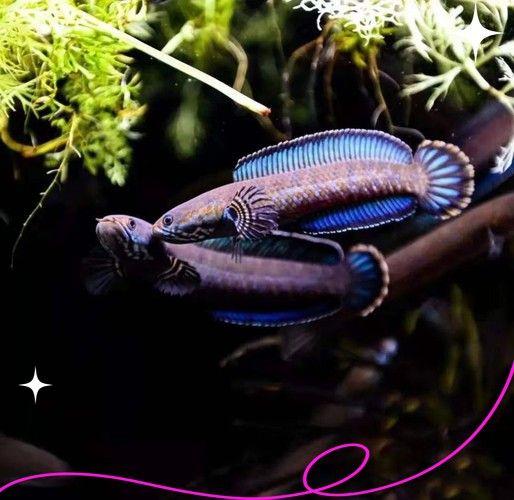 七彩雷龍魚苗怎么分公母圖片