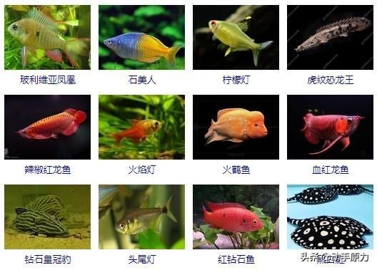 紅龍魚用多少k的燈【紅龍魚養殖燈光k值分析紅龍魚養殖燈光k值的選擇】