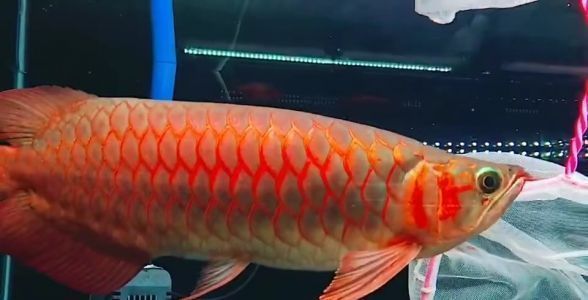 紅龍魚戰(zhàn)車體型（如何判斷紅龍魚戰(zhàn)車體型的飼養(yǎng)技巧） 紅龍魚戰(zhàn)車體型（如何判斷紅龍魚戰(zhàn)車體型的飼養(yǎng)技巧） 龍魚百科 第4張