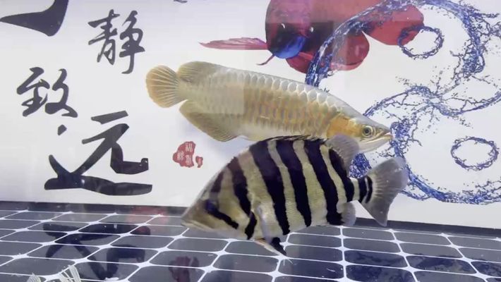 紅龍魚戰(zhàn)車體型（如何判斷紅龍魚戰(zhàn)車體型的飼養(yǎng)技巧） 紅龍魚戰(zhàn)車體型（如何判斷紅龍魚戰(zhàn)車體型的飼養(yǎng)技巧） 龍魚百科 第5張