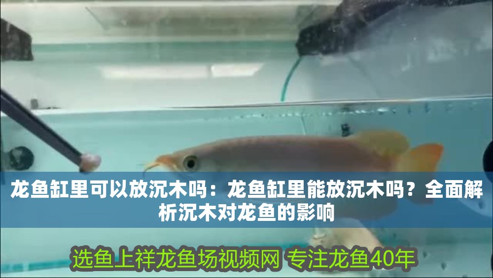 龍魚缸里可以放沉木嗎：龍魚缸里能放沉木嗎？全面解析沉木對龍魚的影響