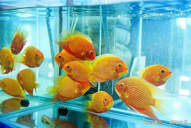 銀龍魚(yú)總是在魚(yú)缸底部什么原因