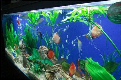 魚缸維修收費價目表最新圖片（魚缸維修上門服務價格）
