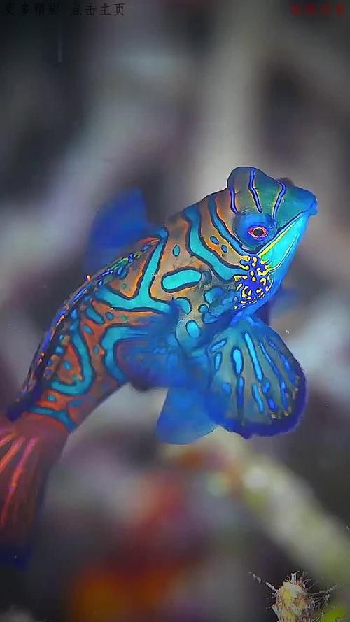 麒麟魚(yú)圖片大全