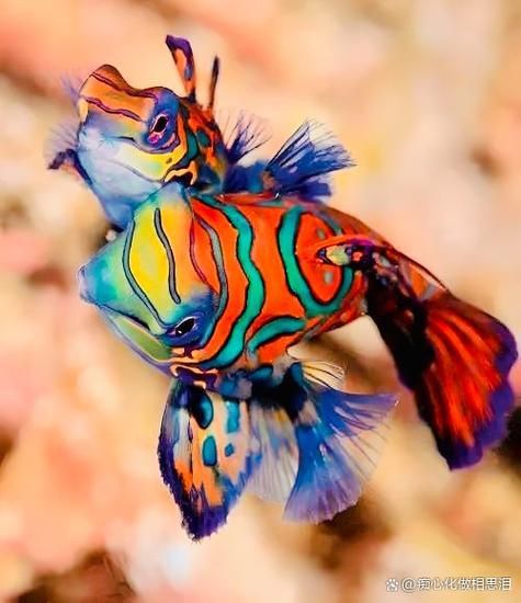 <strong><mark>麒麟</mark></strong>魚(yú)圖片大全