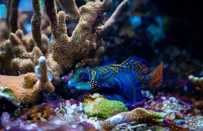 麒麟魚(yú)圖片大全
