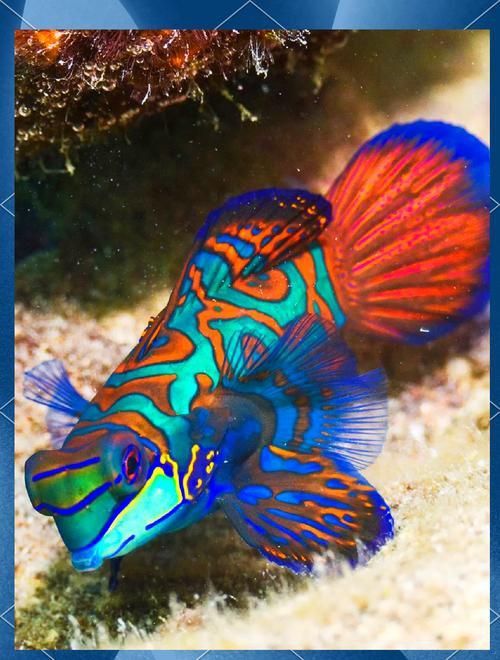 麒麟魚(yú)圖片大全