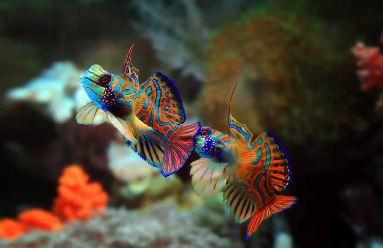 麒麟魚(yú)圖片大全