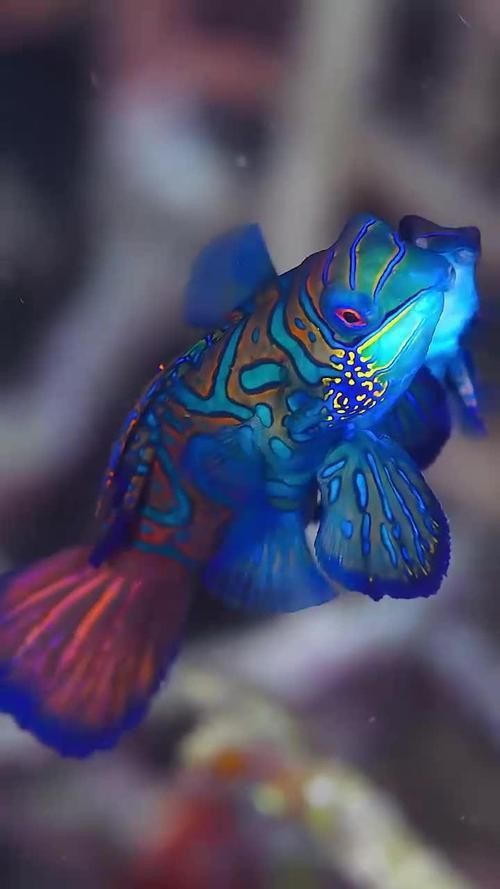 麒麟魚(yú)圖片大全