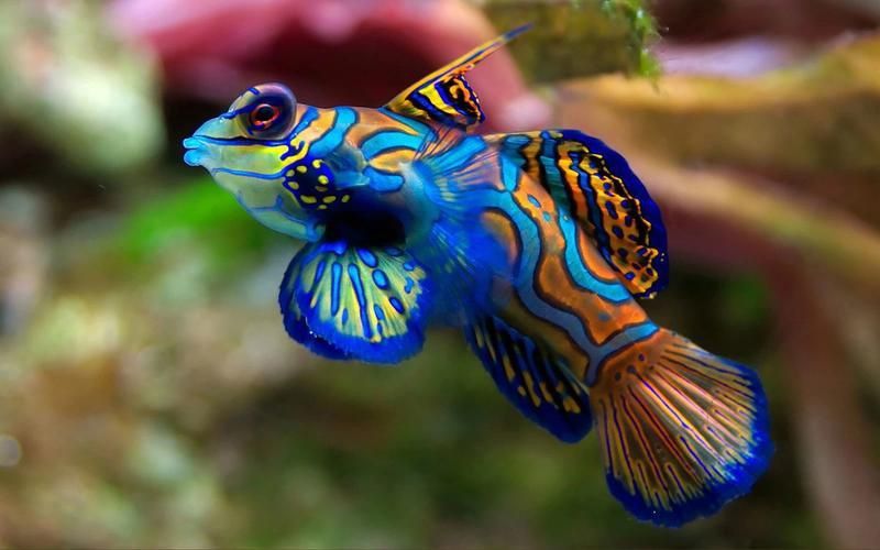 麒麟魚(yú)圖片大全