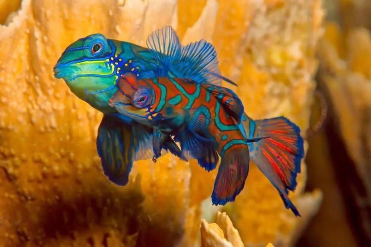 麒麟魚(yú)圖片大全