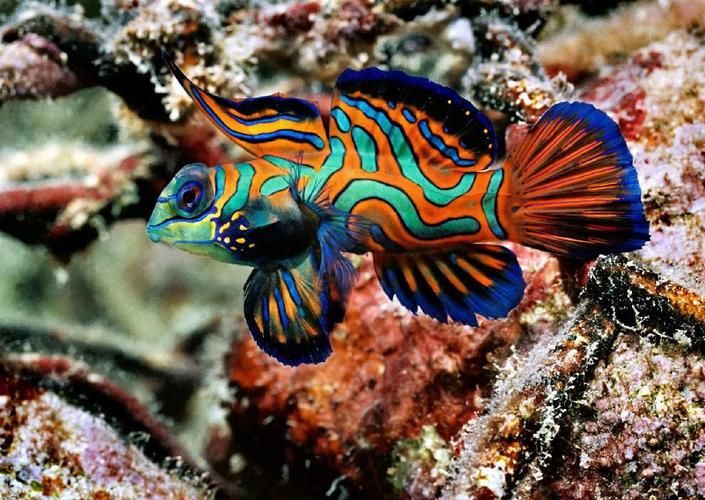 麒麟魚(yú)圖片大全