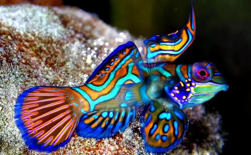 麒麟魚(yú)圖片大全