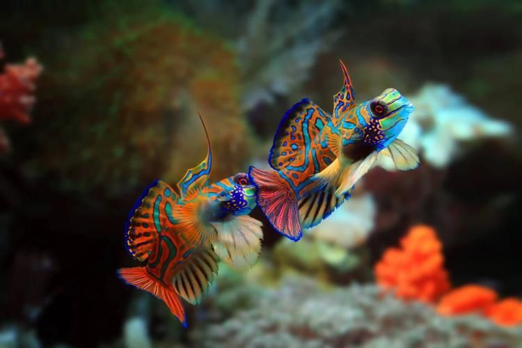 麒麟魚(yú)圖片大全