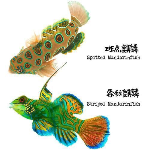 麒麟魚(yú)圖片大全