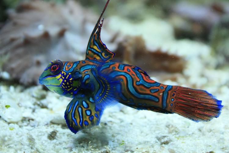 麒麟魚(yú)圖片大全
