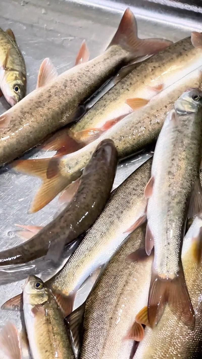麒麟魚(yú)圖片大全