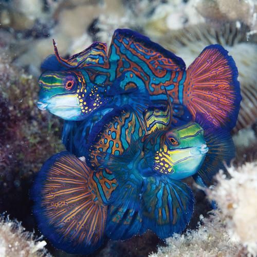 麒麟魚(yú)圖片大全