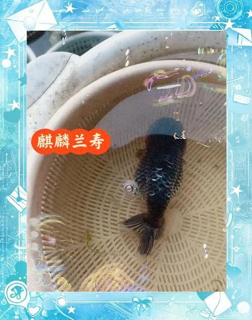 麒麟魚(yú)圖片大全