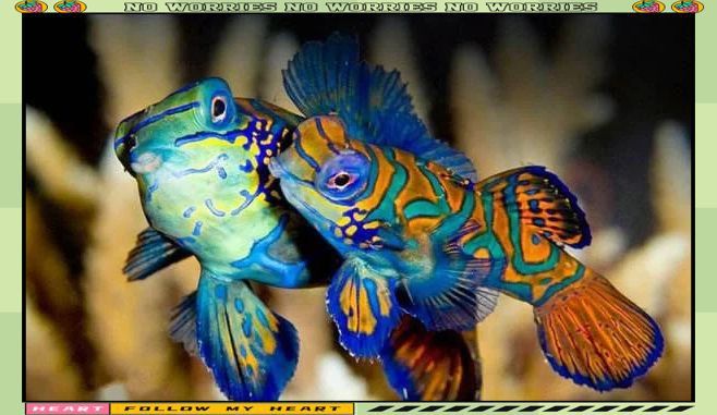 麒麟魚(yú)圖片大全