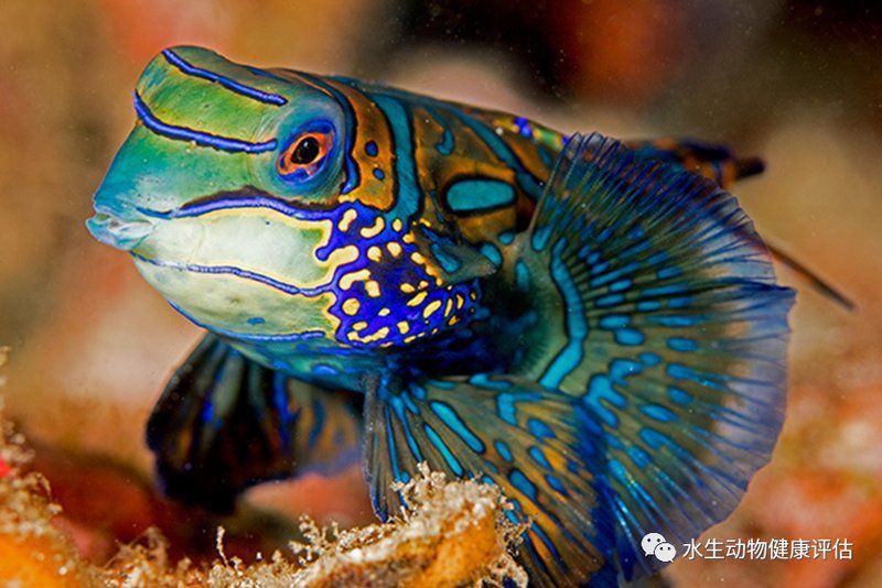 麒麟魚(yú)圖片大全