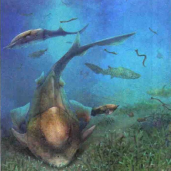 麒麟魚(yú)圖片大全